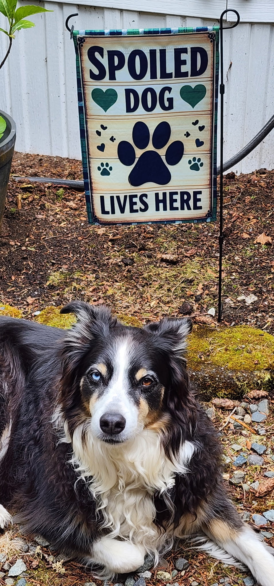 Spoiled Dog Lives Here Garden Flag – Green Paw Print Welcome Banner for Dog Lovers